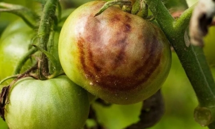 Спасти урожай: почему помидоры чернеют и гниют прямо на кусте