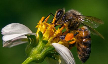 Приснились пчелы? Вот что вас ждет