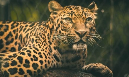 Леопард-невидимка: відшукати тварину зможе лише 1% людей