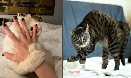 Кіт любить кусатися? Ось 7 причин, чому він так робить