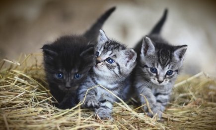 Наснилася зграя котів — ось про що попереджає такий сон