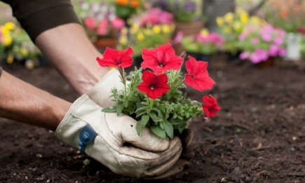 Создаем красоту в саду: какие цветы можно высаживать в апреле