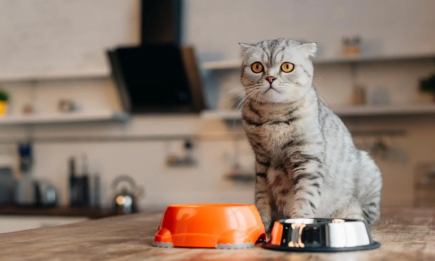 Опасность голодания: когда стоит бить тревогу из-за того, что кот отказывается от еды