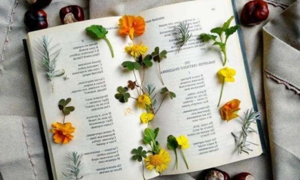 Идеи осеннего гербария: украшаем дом сезонными дарами