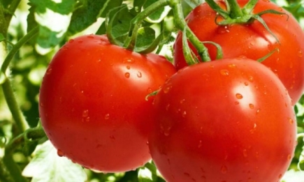 Как выбрать качественные и полезные помидоры