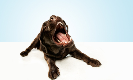 Про здоров’я собаки багато кажуть його ясна: як “зчитувати” цю важливу інформацію