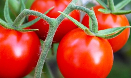 Покраснеют прямо на глазах: 4 действия, которые значительно ускорят созревание томатов (ВИДЕО)