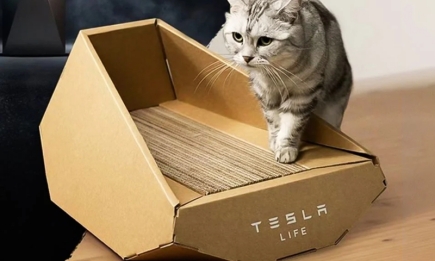 Компания Илона Маска начала продавать картонные кошачьи лежаки (ФОТО)
