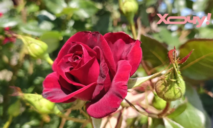 Дайте это розам – и они будут цвести все лето: как правильно подкормить цветы