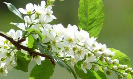 Что символизируют цветущие деревья мая?