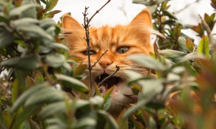 Забавные фото котов, которые доказывают, что они — шпионы