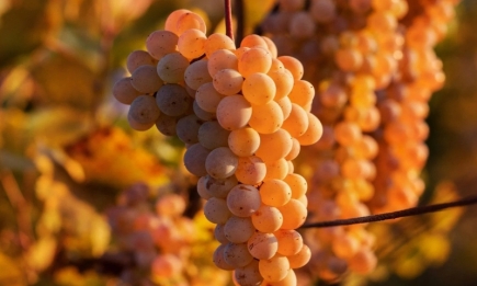 Обязательно сделайте это в октябре: виноград будет завязываться в 2-3 раза больше