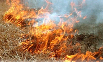 В Украине объявлен чрезвычайный уровень пожарной опасности сразу в двух областях
