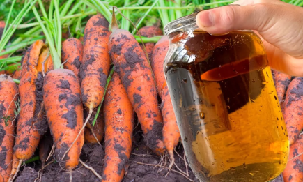 Щоб морква виросла без гнилі та хвороб: секрети вирощування чистих овочів