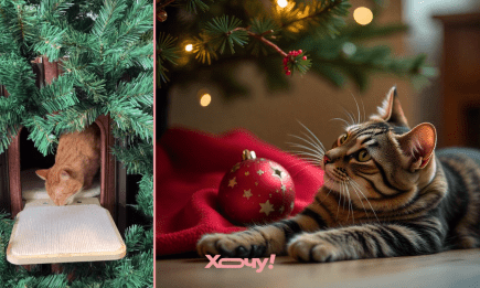 Кіт проти ялинки: як захистити новорічний символ від пухнастого розбійника (ФОТО, ВІДЕО)