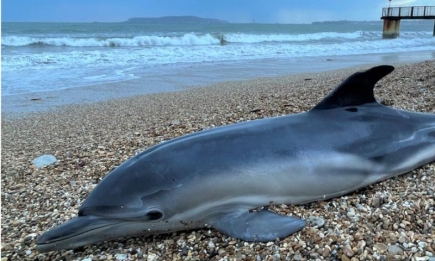 Жертвы войны... Тысячи дельфинов погибли в водах Черного моря