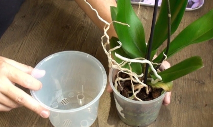 Нашкодити легко: як правильно пересаджувати орхідею