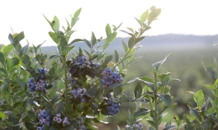 Розсипте це під кущем зараз, щоб мати шикарний врожай: як підживити лохину у грудні