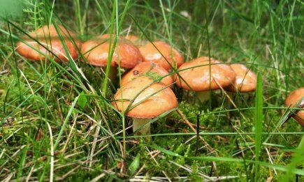 Без хлопот и липких пальцев: 3 быстрых способа очистить маслята дома