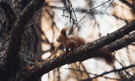 Милые, но вредные: как быстро отвадить белок с участка