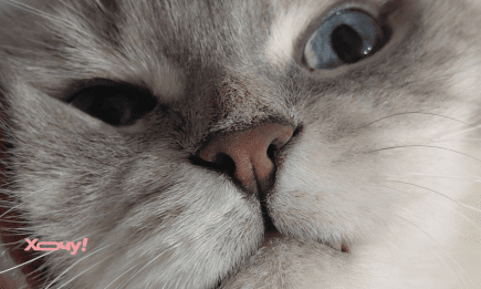 Пухнасті пророки: як коти відчувають наближення біди, і що вони намагаються вам сказати