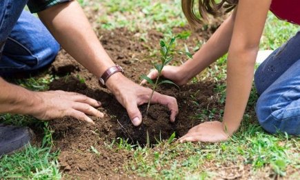 Обов’язково висадіть ці рослини в листопаді 2025: поки земля тепла