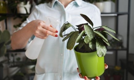 "Скорая помощь" для "уставших" вазонов: спасут дешевые аптечные таблетки