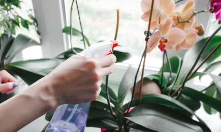 Хитрый трюк: куда на зиму поставить орхидею, чтобы она засыпала пышным цветом
