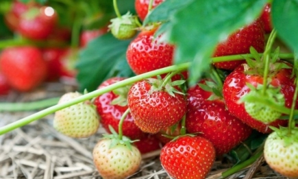 Чем полить клубнику, чтобы ягода выросла большой и сладкой