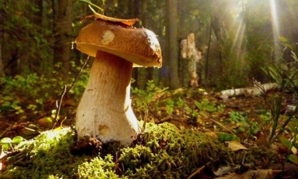 Вперед - по грибы!  Что взять с собой и как правильно себя вести в лесу