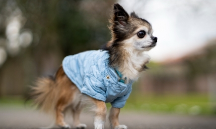 Одежда для собак - прихоть или необходимость? Ветеринары дали четкий ответ