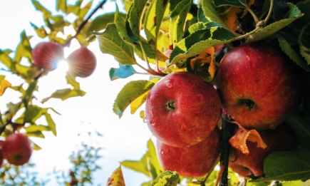 Сделайте это осенью: как повысить зимостойкость плодовых деревьев в саду