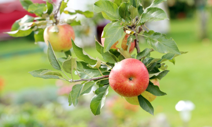 Как "омолодить" старые яблоньки: советы, которые подарят новую жизнь