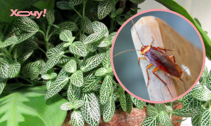 Выбросьте их немедленно: эти комнатные растения привлекают тараканов