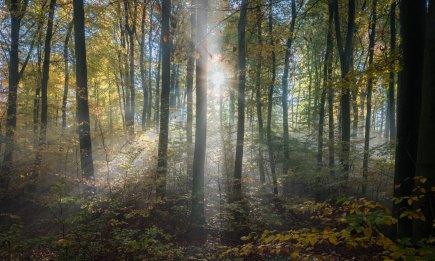 Сонник: що означає, коли сниться зелений, сосновий чи осінній ліс