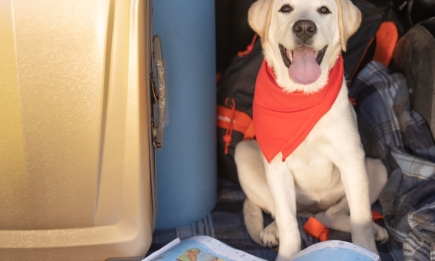 Пухнасті туристи: ТОП-3 породи собак, яким буде цікаво подорожувати разом з вами