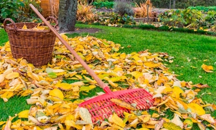 Препарати для скидання листя: плюси, мінуси та реальна небезпека