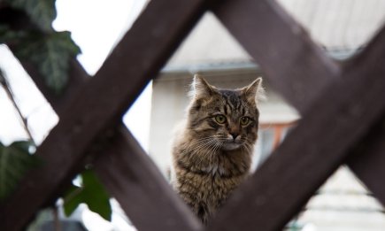 Скучают ли кошки по хозяевам: одно интересное исследование дает на этот вопрос ответ