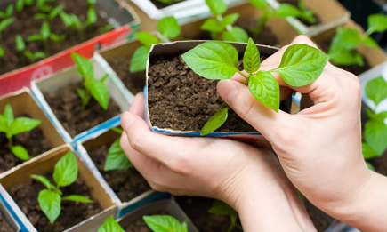 Как предотвратить заболевания рассады: секрет опытных садоводов