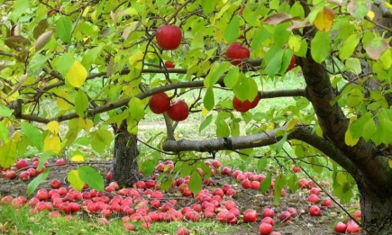 Осенняя подкормка яблонь - залог хорошего урожая в следующем сезоне: что нужно сделать