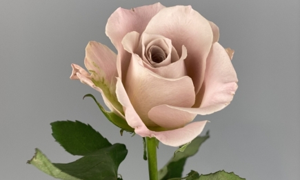 Розовый куст из маленькой веточки: лучший способ вырастить цветы
