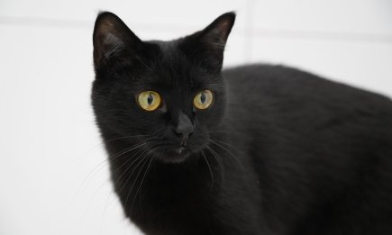 Міжнародний день чорного кота — прикмети, вірування та забобони про містичних пухнастиків