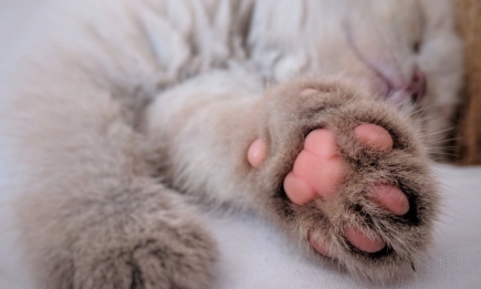 Не всі кошатники знають: скільки насправді пальців у кота