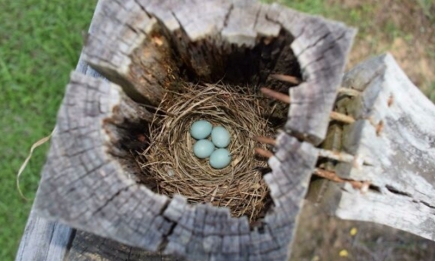 Необычные места, в которых птицы свили гнездо (ФОТО)