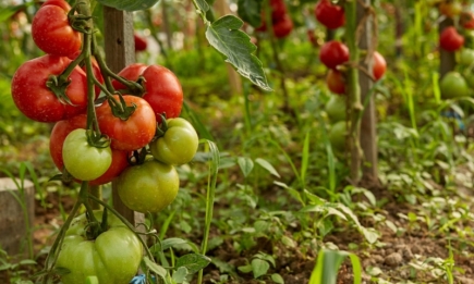 Щоб врятувати врожай: 5 способів підв’язати кущі помідорів, які схиляються до землі