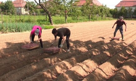 Посадите картоплю у ці дні — і вона гарно віддячить: названо найкращі дати у 2026 році
