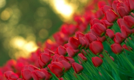 В конце апреля в Киеве откроется выставка тюльпанов
