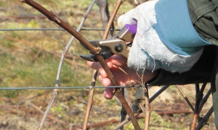 Как обрезать виноград и не погубить его: 5 распространенных ошибок, которые допускают даже опытные дачники