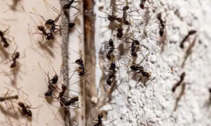 Смешайте это средство с сахаром и о муравьях даже не вспомните: как навсегда избавиться от насекомых