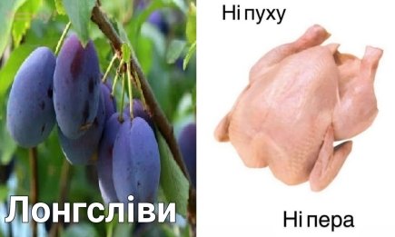 Коли вуха живуть своїм життям: кумедні приклади того, як звичайні слова стають мемами